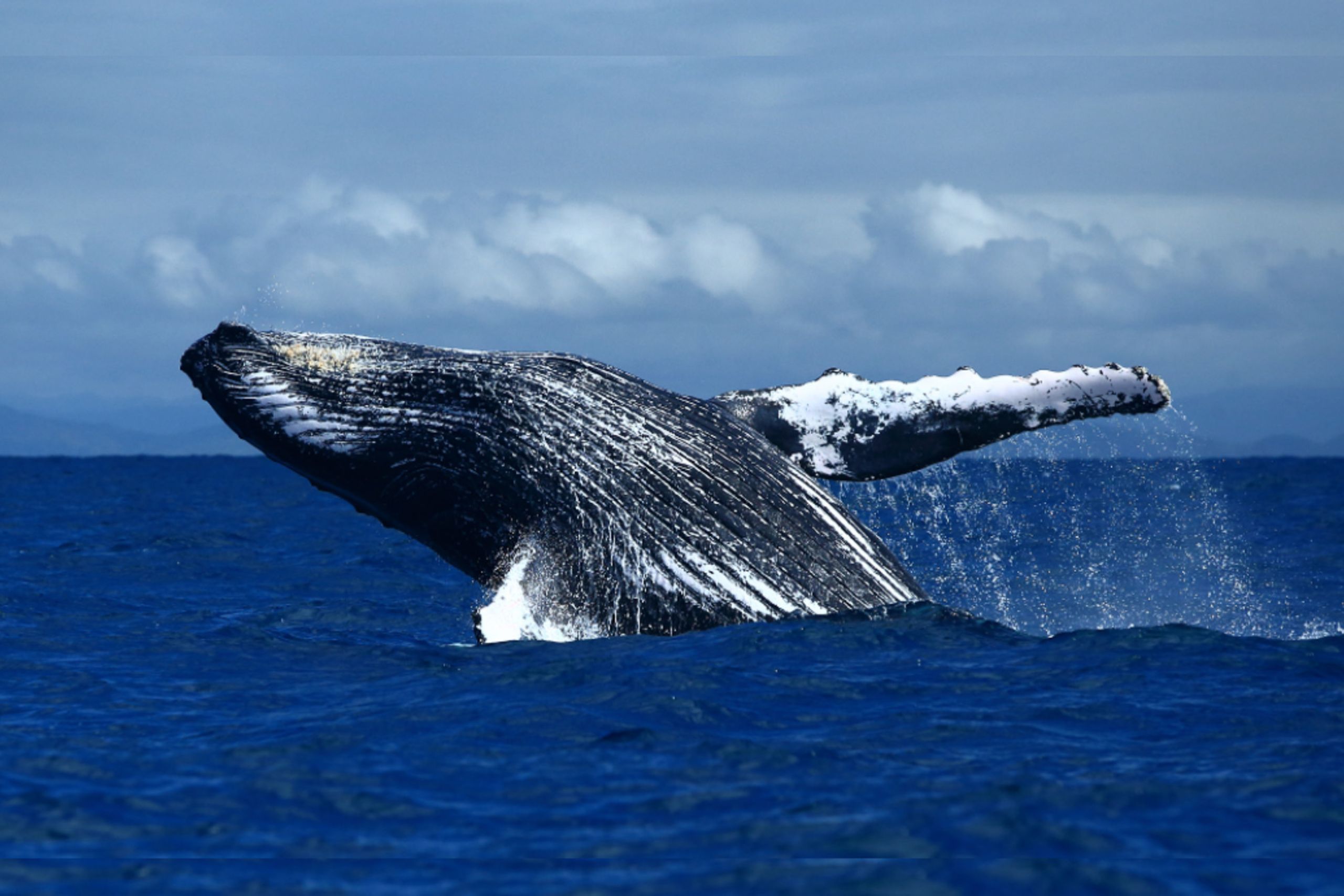 A majestic humpback whale breaching the water's surface, creating a dramatic display of power and grace.